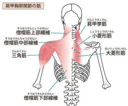 肩こりの原因になりやすい筋肉
