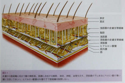 ファシア（筋膜）について