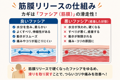 ファシア（筋膜）について
