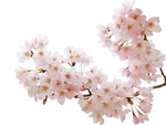 4月11日（火）はお休みとなります